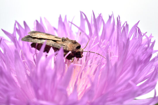 A moth from the owlet moth family perched on a flower with pink petals.