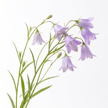Delicate purple bellflower harebell branch with blooming flowers and green stems for floral spring decoration isolated on white background