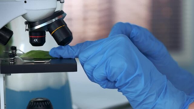 Scientist wearing blue gloves placing a green plant leaf on a microscope stage in a bright, modern laboratory research environment.