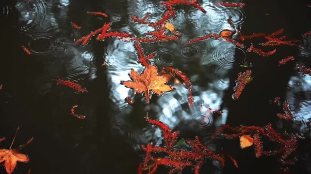 A brief, serene, and aesthetic scene of an orange maple leaf floating on the surface of calm water. Slowly falling raindrops create circular ripples around the leaf and fallen red fir twigs.