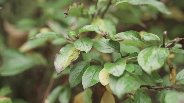 Natural green foliage on tree branches with a soft depth-of-field effect. The leaves appear fresh&mdash;some bearing natural spots or autumnal discoloration&mdash;captured in soft, natural light.