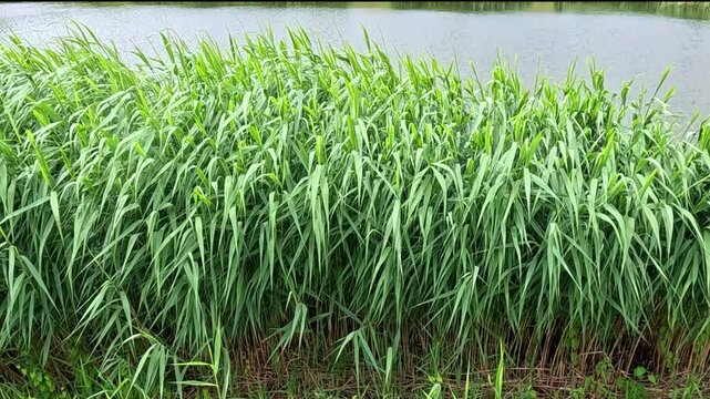 Tall green reeds sway gently in the breeze beside a calm water's edge, leaves rustling and moving rhythmically throughout the sequence under bright natural daylight outdoors.