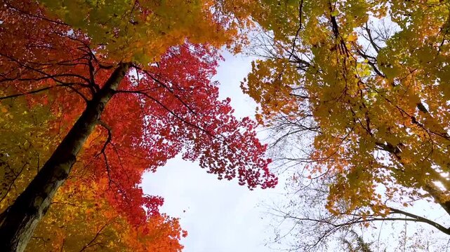 Leaves in blazing red, bright orange, and golden yellow shimmer as sunlight filters through the branches, creating a warm, serene, and enchanting atmosphere.