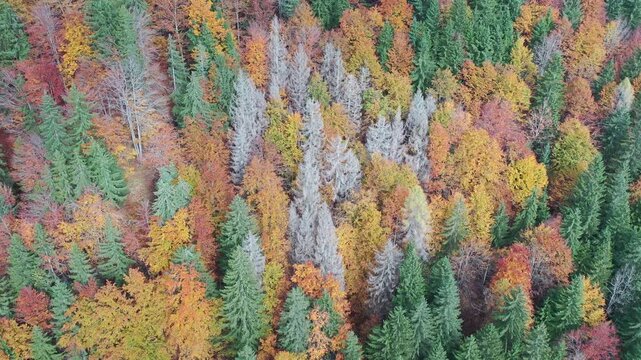 Autumn trees, aerial view