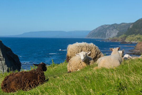Sheep in Canada