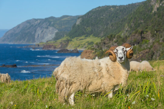 Sheep in Canada