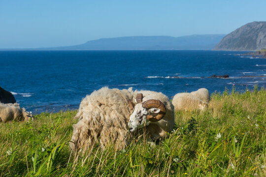 Sheep in Canada