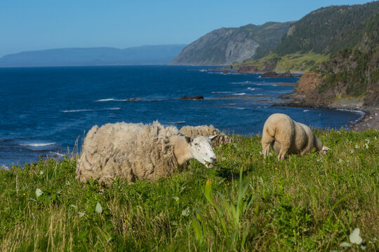 Sheep in Canada