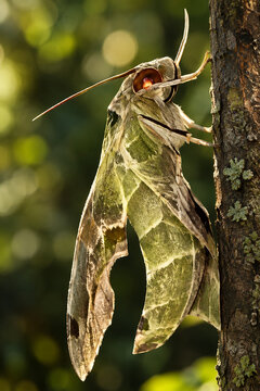Oleander Hawk Moth Daphnis Nerii Clinging to Tree Trunk - Side View of Green Camouflage Hawk Moth in Natural Habitat