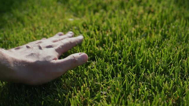 Hand gently touching lush green grass surface on sunny day, close up.