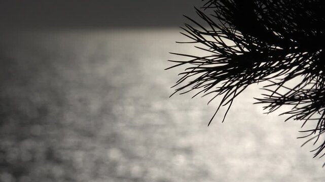 Sunset on Seashore, Sea, Coastline View of Sun Fir Tree Foliage
