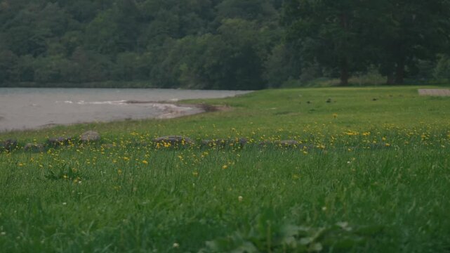 A lakeside grassy field filled with swaying dandelion flowers