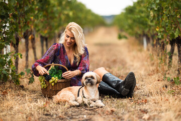 Obraz premium Woman collecting grapes in vineyard with dog sitting beside her