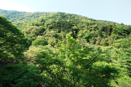 新緑の枝越しに見る山の斜面を覆う広葉樹の森 神奈川県箱根の春