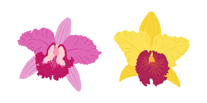 Vector illustration of beautiful blooming orchids, isolated on a white background. Perfect for greeting cards, wedding invitations, and floral designs.