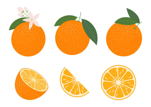 Oranges with green leaves and a citrus fruit segment, isolated on a white background. Tropical fruits. Raw produce and vegetarian food. Vector illustration.