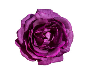 Obraz premium Rich dark purple rose with velvety layered petals isolated against a clean white background.