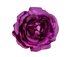 Rich dark purple rose with velvety layered petals isolated against a clean white background. © preto_perola