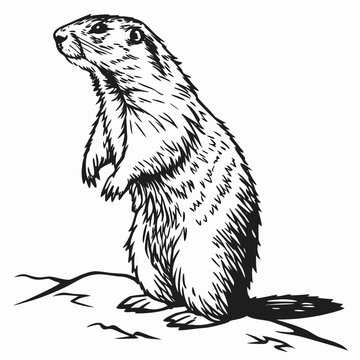 Vintage prairie dog illustration, hand drawn ground squirrel vector art, black and white gopher sketch, standing marmot rodent wildlife graphic