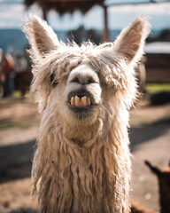 Fototapeta premium Amusing llama headshot with direct eye contact in Peru