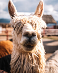 Fototapeta premium Funny llama portrait with a surprised expression in Peru