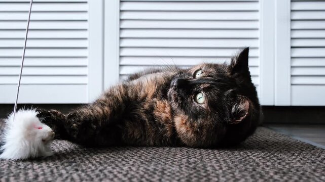 Teasing the cat. Playful tortoiseshell cat lying on the floor plays with a toy mouse. Playing with a pet. Domestic feline, indoor animal life. High quality 4k footage.