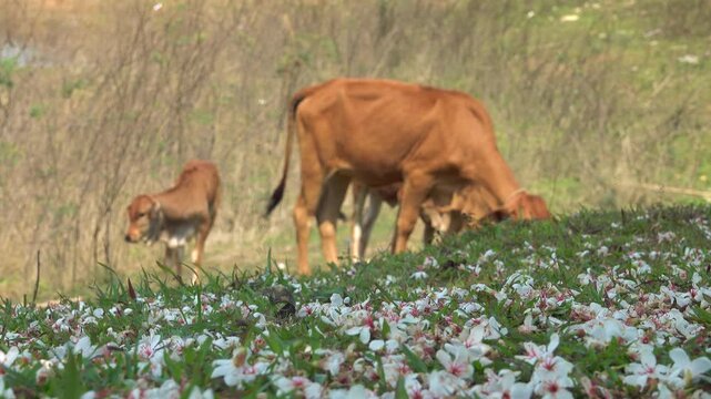 Little zebu calves play in a flowering grove. Vietnam