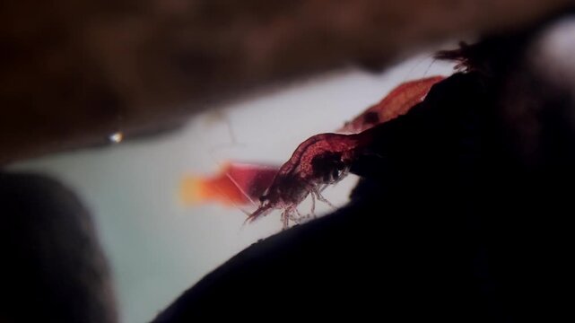 A detail shot close-up view of a berried or pregnant cherry shrimp (Neocaridina davidi) backlit and seen aerating or fanning the egg it carry. Sibulan, Philippines