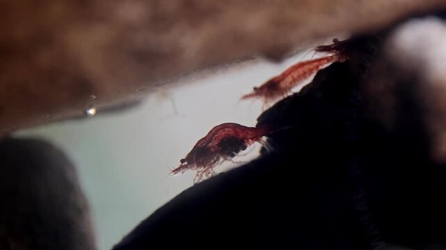 Two red cherry shrimp (Neocaridina davidi) hiding under a rock surrounded by swimming danio fish (Danio rerio) in an aquarium