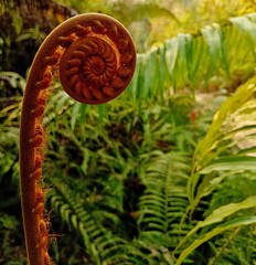 Close up of young fiddlehead fern frond unfurling in the tropical rainforest. © Agus