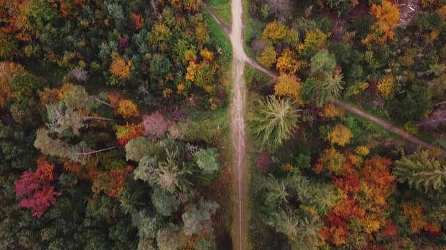 A forest scene in autumn featuring colorful trees in shades of green, yellow, orange, and red. A path cuts through the middle of the forest, with the camera slowly moving forward along the path.
