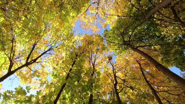 A low-angle view looking up at the tops of lush trees in mid-autumn. Bright yellow, greenish, and golden maple leaves fill the canopy, blending beautifully with the clear blue sky.