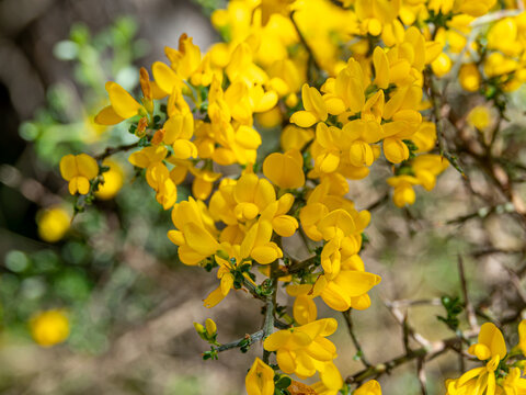 A detailed close-up photograph of a common gorse shrub covered in profuse, bright yellow peaflowers and sharp spines against a soft, green forest background.