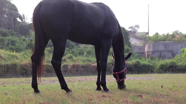 A black horse grazes on green grass in a field outdoors.