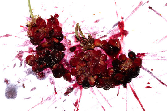 Squashed exploding and crushed blackberries fruit berries splattered on a white background with juice