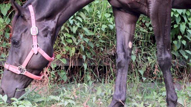 A black horse wearing a pink halter grazes outdoors along a green pasture path.