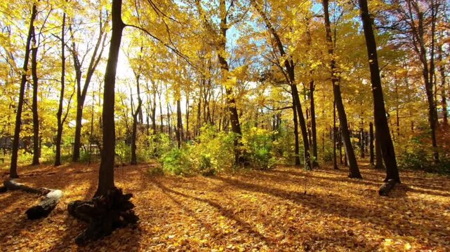 Sunlight filters through the gaps in the branches, creating beautiful shadows and a calm, soothing atmosphere.