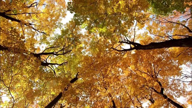 Golden-yellow and orange leaves dominate the trees, while sunlight gently filters through the branches, creating a warm, natural lens flare effect.