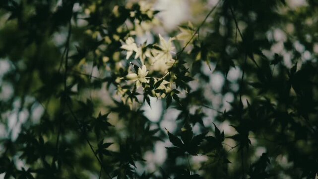 A beautiful view of lush Japanese maple foliage. Sunlight filters through the leaves&mdash;swaying gently in the soft breeze&mdash;creating a soothing and aesthetic natural lighting effect (bokeh).