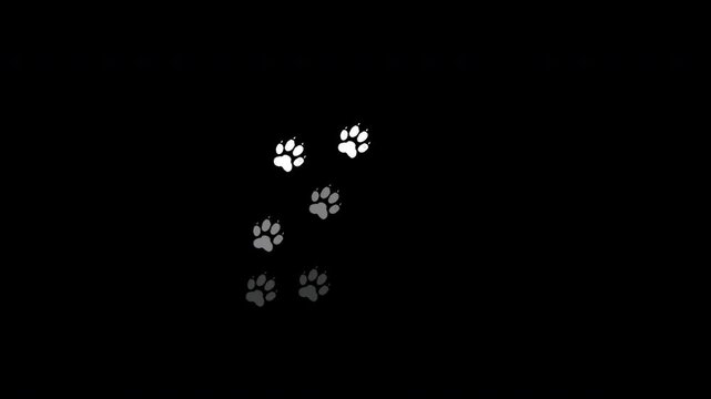 Animated dog paw prints appear in a walking sequence and disappear on a transparent background. Playful pet overlay for videos and motion graphics.
