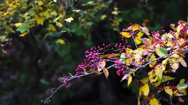 Set against a soft, blurred background of green and yellow leaves (bokeh), the branch sways gently in the light breeze, creating a serene, lush, and warm natural atmosphere.