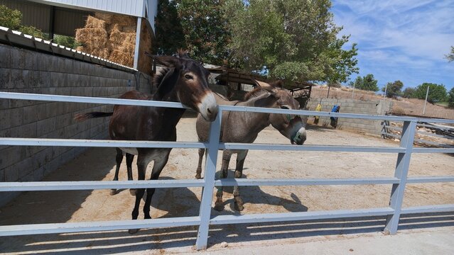 Two donkeys standing behind a metal fence at a rural farm enclosure with dry ground, olive trees and covered animal shelters