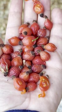 Handful of Fresh Rosehips in Vertical Close-Up Nature View