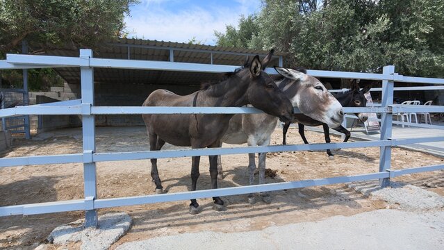 Two donkeys standing behind a metal fence at a rural farm enclosure, surrounded by olive trees, dry ground and covered animal shelters
