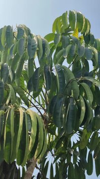 Lush green leaves of Schefflera actinophylla growing naturally, featuring distinctive radiating leaflets and dense tropical foliage with a fresh botanical appearance.
