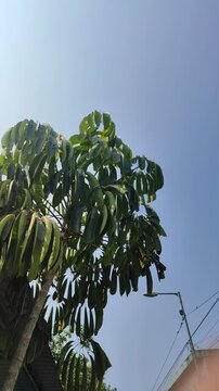 Lush green leaves of Schefflera actinophylla growing naturally, featuring distinctive radiating leaflets and dense tropical foliage with a fresh botanical appearance.