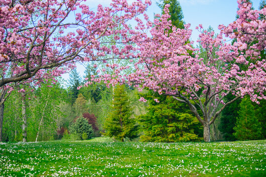 Cherry blossom trees bloom over daisy-dotted grass in a green USA park