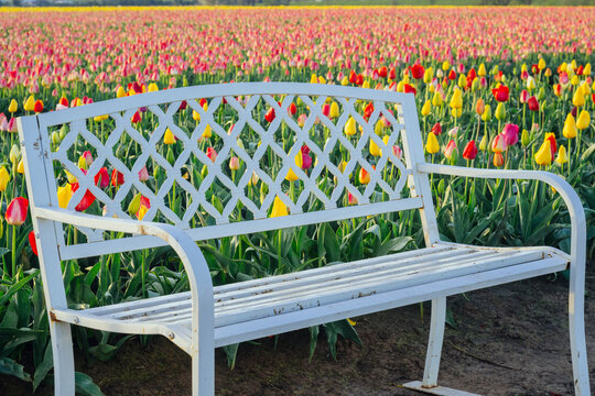 White bench by vibrant tulip field in spring USA