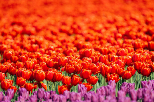 Field of red and purple tulips blooming outdoors