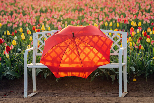 Red umbrella on white bench in tulip field